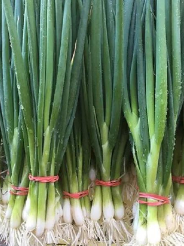 Evergreen White Green Onion Seed Pack