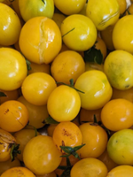 Gold Nugget Tomato Seed Pack