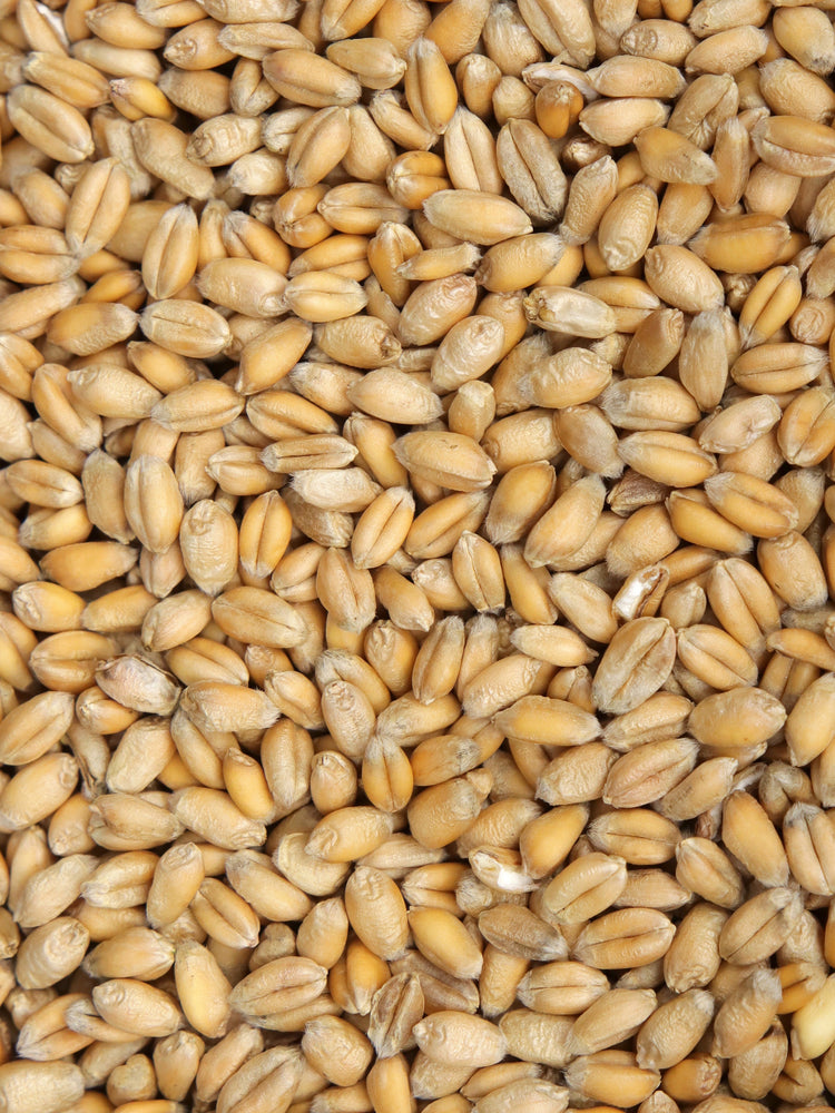 Organic Hard Red Spring Wheat Kernels