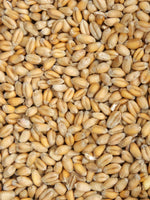 Organic Hard Red Spring Wheat Kernels