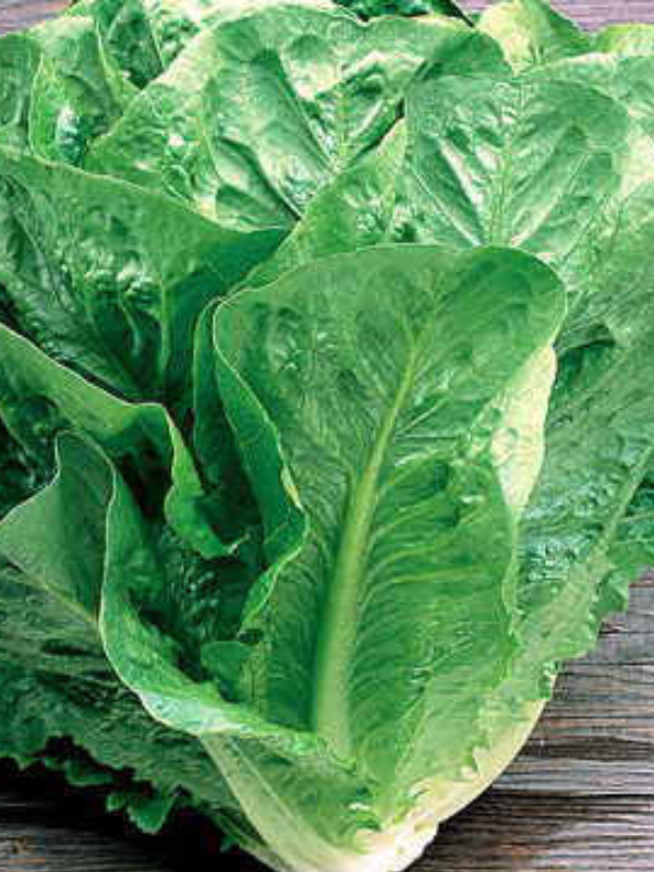 Green Towers Lettuce Seed Pack