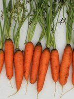 Scarlet Nantes Carrot Seed Pack