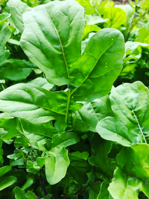 Standard Arugula Seed Pack