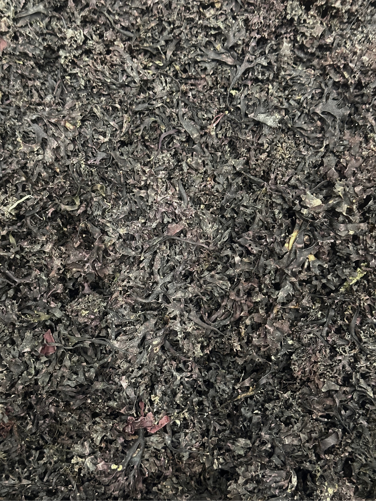 Irish Sea Moss Whole Leaf
