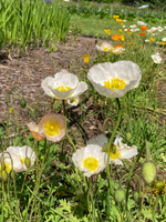 Iceland Mix Poppy Seed Pack