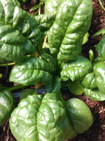 Abundant Bloomsdale Spinach Seed Pack