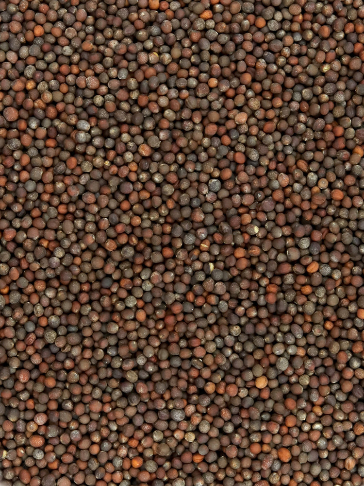 Broccoli Sprouting Seeds