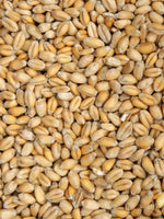 Organic Hard Red Winter Wheat Kernels