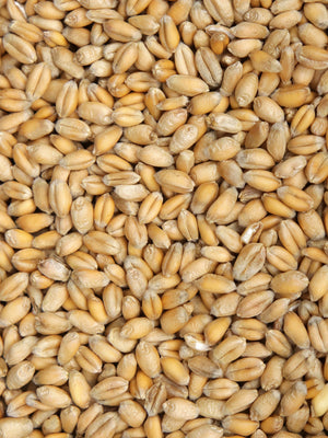 
            
                Load image into Gallery viewer, Organic Hard Red Winter Wheat Kernels
            
        