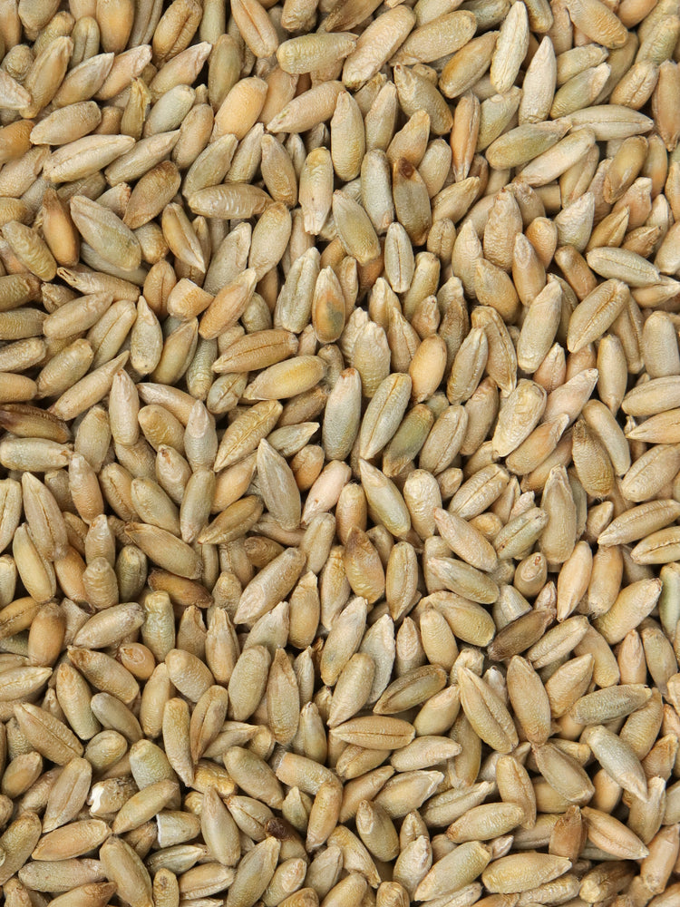 Organic Rye Kernels