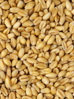 Organic Soft White Spring Wheat