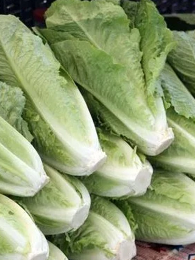Coastal Star Lettuce Seed Pack