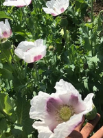 Czech Culinary Poppy Seed Pack