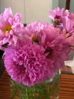 Double Dutch Rose Cosmos Seed Pack