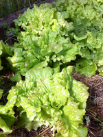 Drunken Woman Lettuce Seed Pack