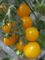 Galina Cherry Tomato Seed Pack