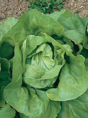 Nancy Buttercrunch Lettuce Seed Pack