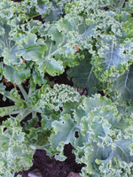 Nash's Green Kale Seed Pack