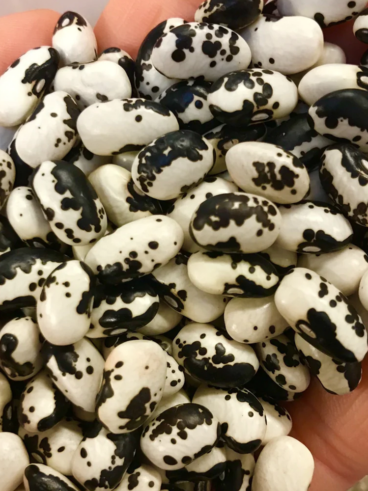 Orca Variation Dry Bush Bean Seed Pack