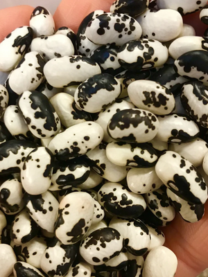 Orca Variation Dry Bush Bean Seed Pack