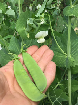 Rembrandt Snow Pea Seed Pack