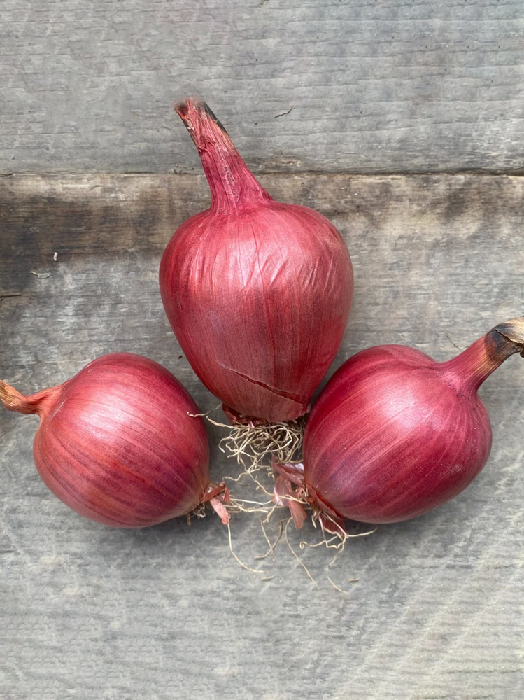 Rossa Di Milano Onion Seed Pack