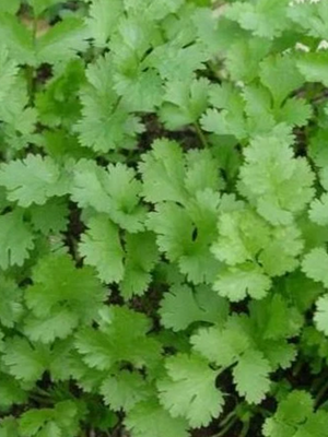 Santo Cilantro Seed Pack