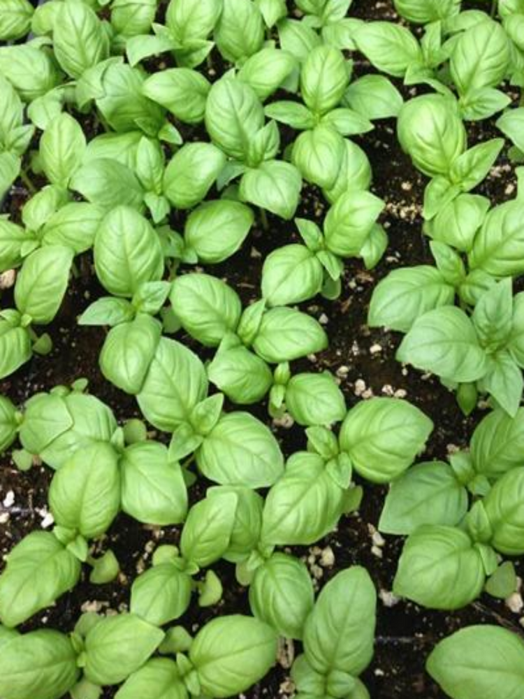 
            
                Load image into Gallery viewer, Genovese Basil Seed Pack
            
        