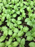 Genovese Basil Seed Pack