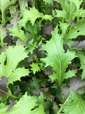 Heavenly Mustard Mix Seed Pack