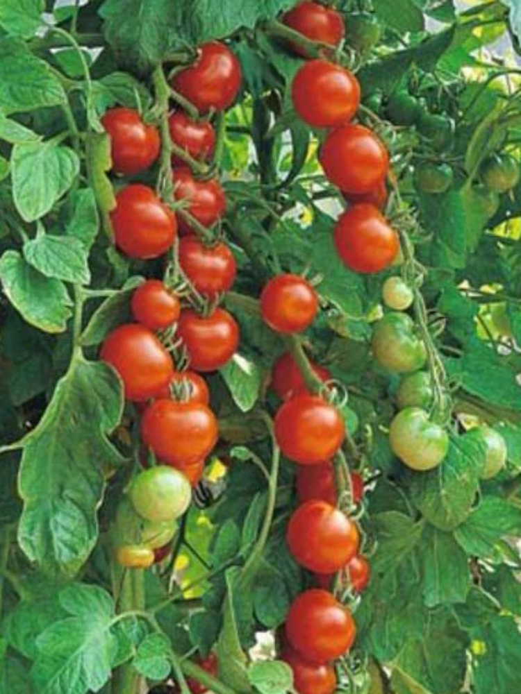 Sweetie Tomato Seed Pack