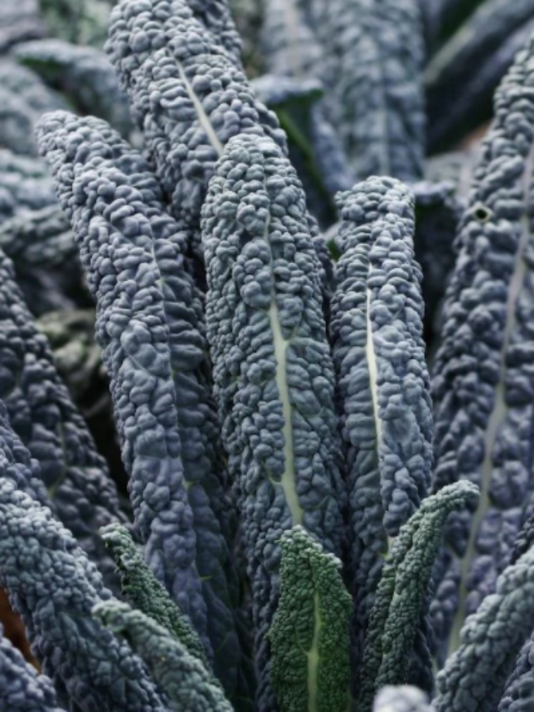 
            
                Load image into Gallery viewer, Black Magic Kale Seed Pack
            
        