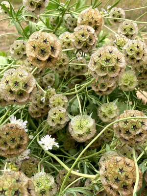 Starflower Scabiosa Seed Pack